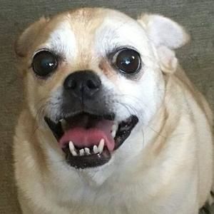 Meet your Posher, Dawn